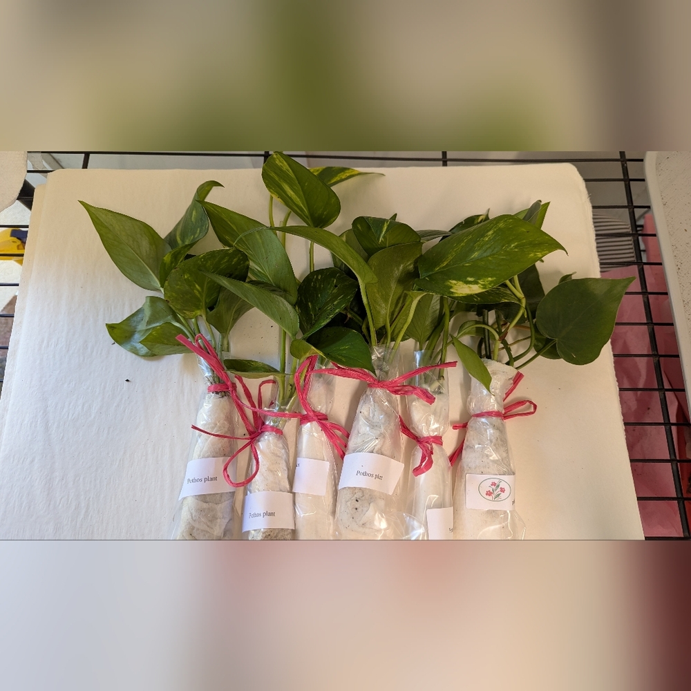 Choose Your Favorite Four Cuttings For  For Pet Environment And Houseplant Co…